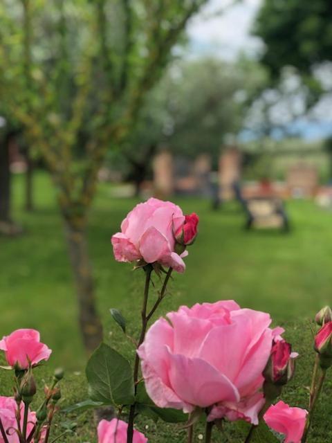 شقة Il Giardino Delle Rose سبيلّو المظهر الخارجي الصورة